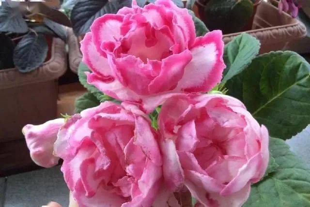 朝北的陽(yáng)臺(tái)適合養(yǎng)什么植物_陽(yáng)臺(tái)養(yǎng)植物適合朝北還是朝南_陽(yáng)臺(tái)朝北養(yǎng)什么植物好