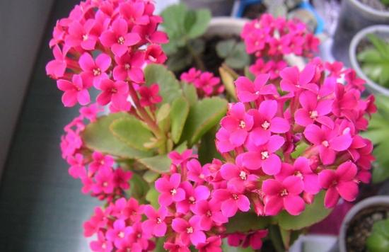 11月份適合養(yǎng)什么花_幾月買花好養(yǎng)_月份什么花