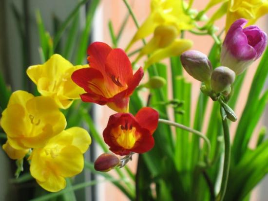 幾月買花好養(yǎng)_11月份適合養(yǎng)什么花_月份什么花