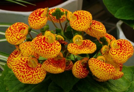 月份什么花_11月份適合養(yǎng)什么花_幾月買花好養(yǎng)