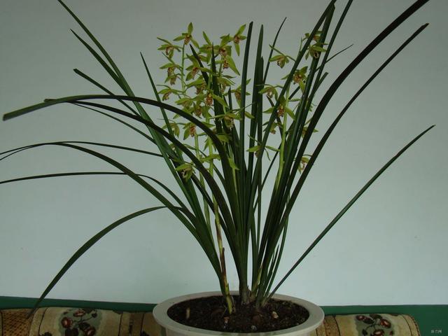 11月份適合養(yǎng)什么花_幾月買花好養(yǎng)_月份什么花