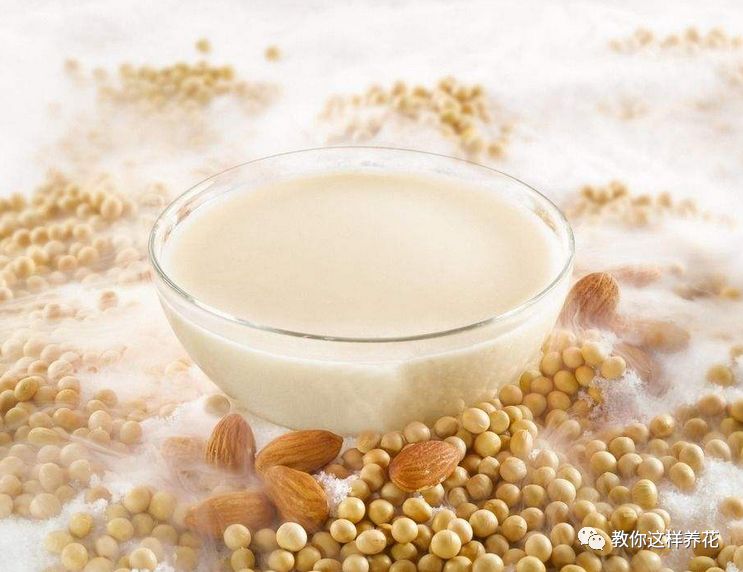 農(nóng)村喂豬的東西養(yǎng)多肉，爆盆快，葉子胖成球！