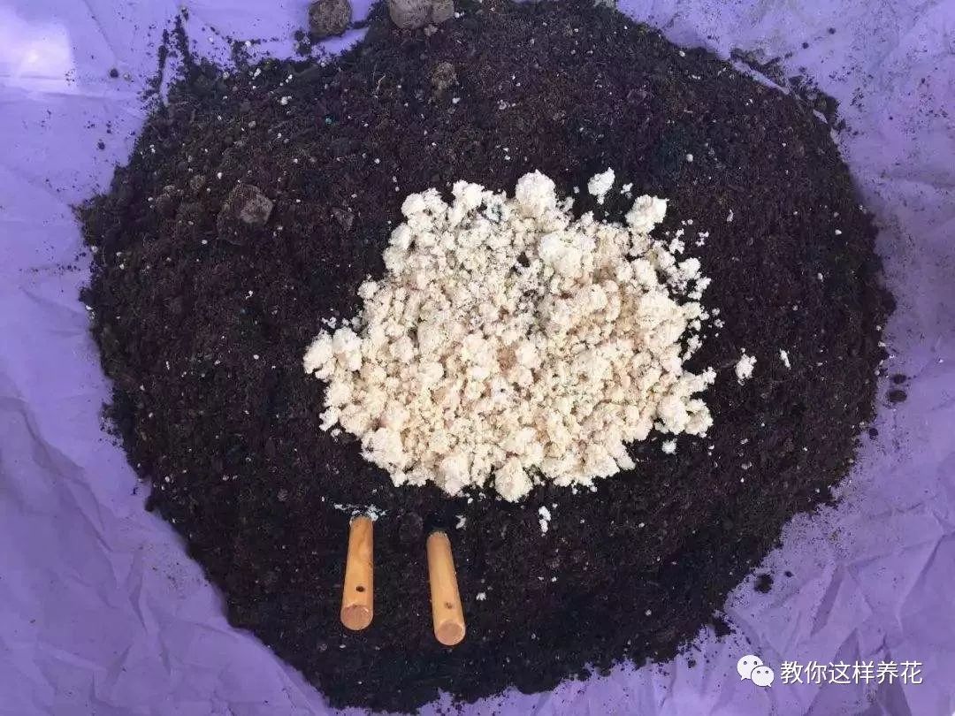 葉子養(yǎng)多肉的日常生活_葉子養(yǎng)日常多肉好嗎_葉子養(yǎng)多肉的日常