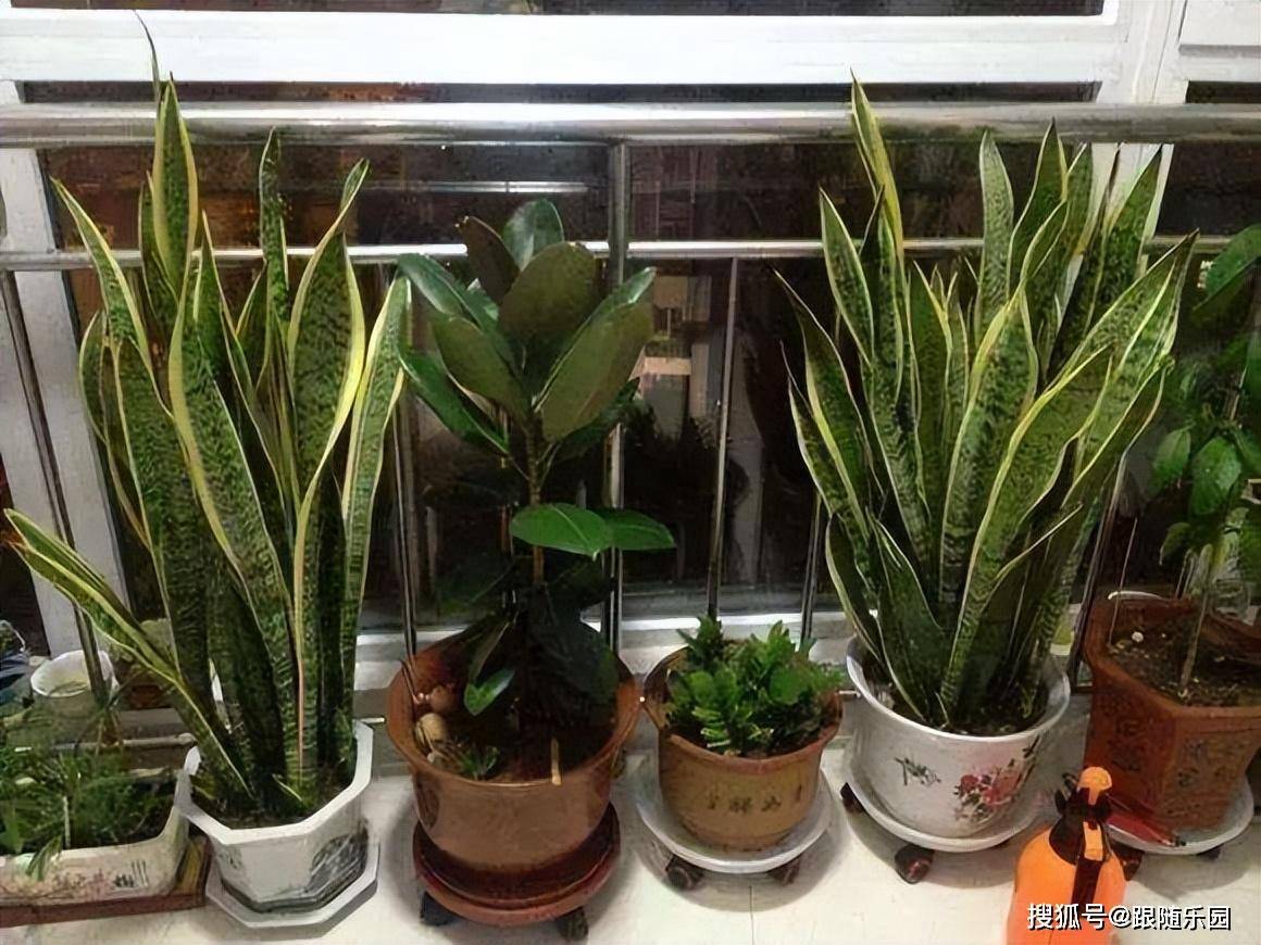 虎皮蘭適合室內(nèi)養(yǎng)還是室外養(yǎng)_室內(nèi)養(yǎng)虎皮蘭好不好_室內(nèi)養(yǎng)虎皮蘭有什么好處