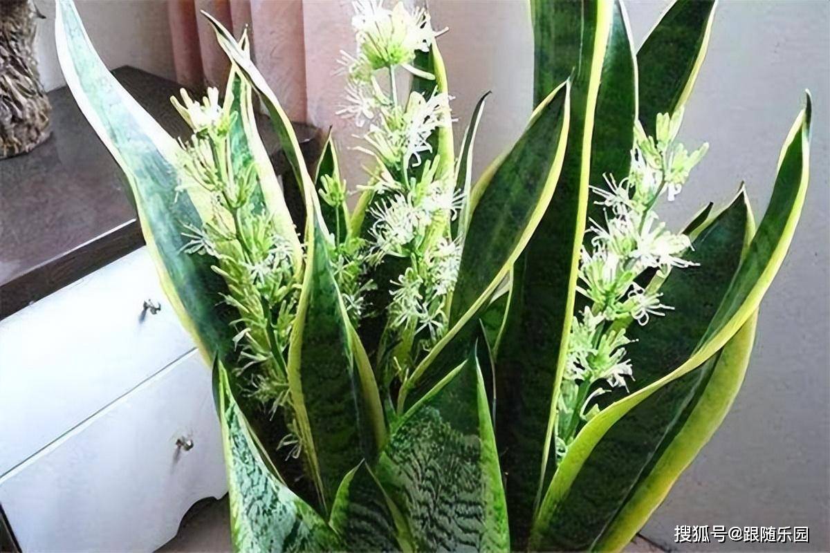 室內(nèi)養(yǎng)虎皮蘭好不好_虎皮蘭適合室內(nèi)養(yǎng)還是室外養(yǎng)_室內(nèi)養(yǎng)虎皮蘭有什么好處