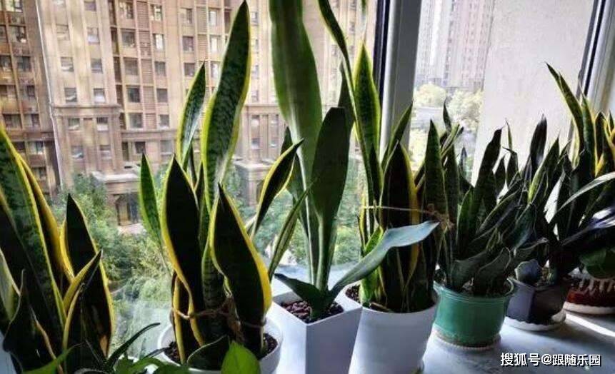 室內(nèi)養(yǎng)虎皮蘭有什么好處_室內(nèi)養(yǎng)虎皮蘭好不好_虎皮蘭適合室內(nèi)養(yǎng)還是室外養(yǎng)