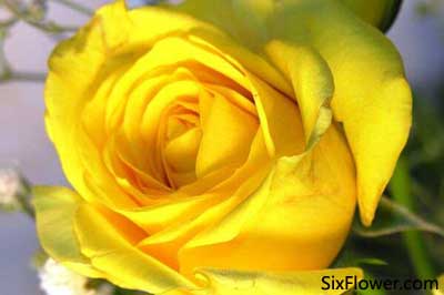 情侶道歉送什么花最適合？送多少朵？