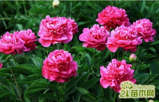 養(yǎng)芍藥花在院子里好嗎_芍藥花怎么養(yǎng)_養(yǎng)芍藥花真的不吉利嗎