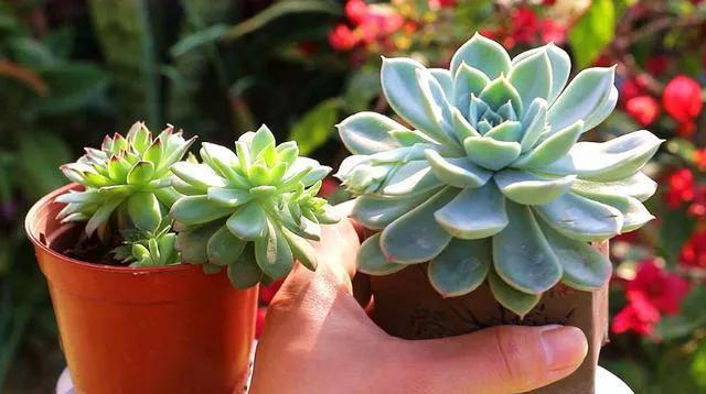 多肉太妃糖和初戀很相似，不仔細(xì)區(qū)分讓人笑話，假花友容易入坑！