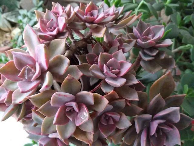 太妃糖多肉_多肉太妃糖怎么養(yǎng)_多肉太妃糖怎么養(yǎng)手捧狀