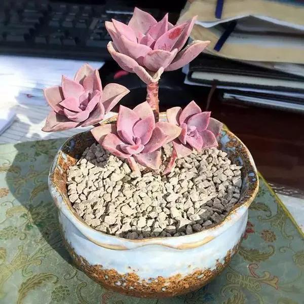 多肉太妃糖怎么養(yǎng)手捧狀_太妃糖多肉_多肉太妃糖怎么養(yǎng)