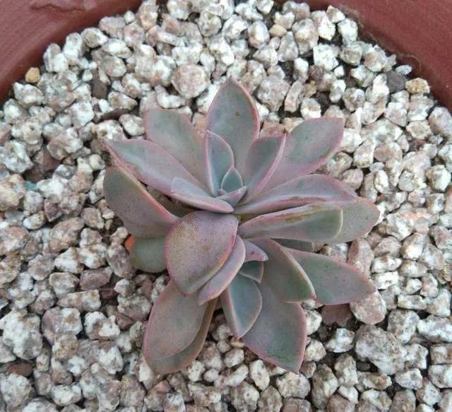 多肉太妃糖怎么養(yǎng)_太妃糖多肉_多肉太妃糖怎么養(yǎng)手捧狀