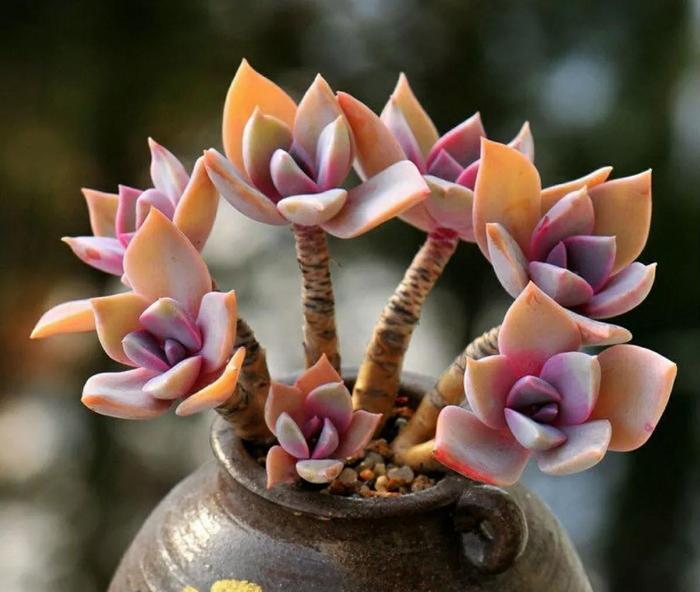 太妃糖多肉_多肉太妃糖怎么養(yǎng)手捧狀_多肉太妃糖怎么養(yǎng)