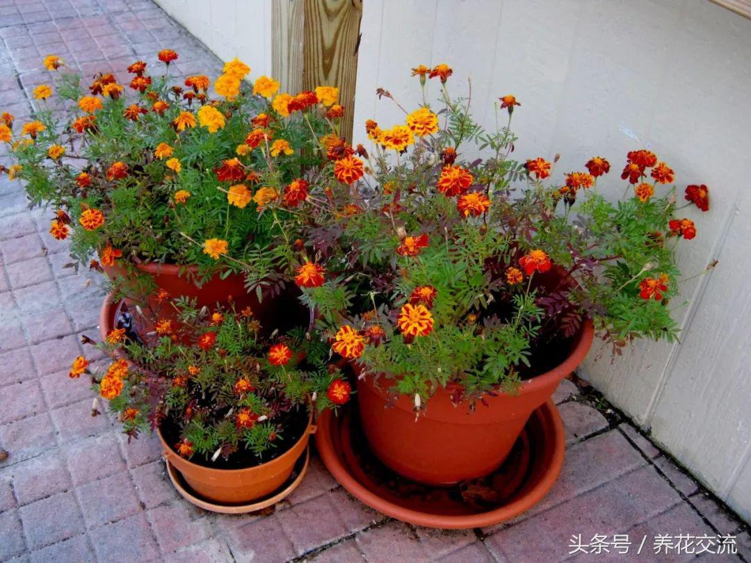 花卉盆栽適合的土壤_花卉盆栽適合什么土壤_適合盆栽的花卉