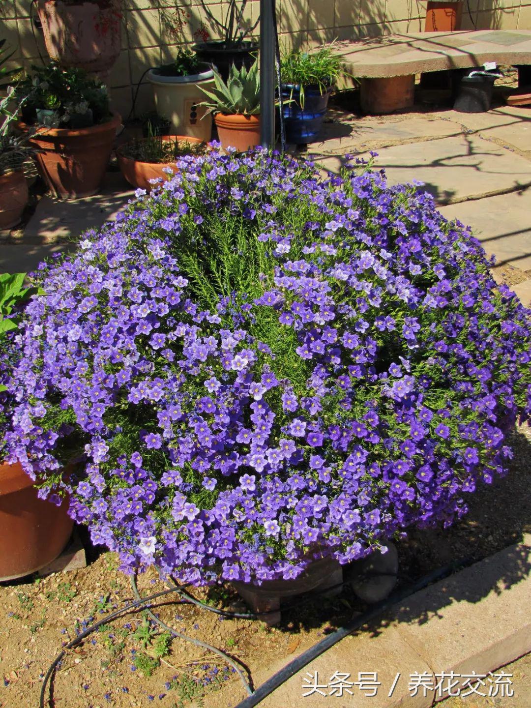 花卉盆栽適合的土壤_花卉盆栽適合什么土壤_適合盆栽的花卉