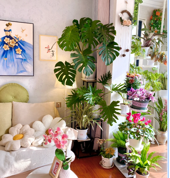 客廳養(yǎng)花擺放圖片_客廳養(yǎng)什么花_客廳養(yǎng)花有什么講究