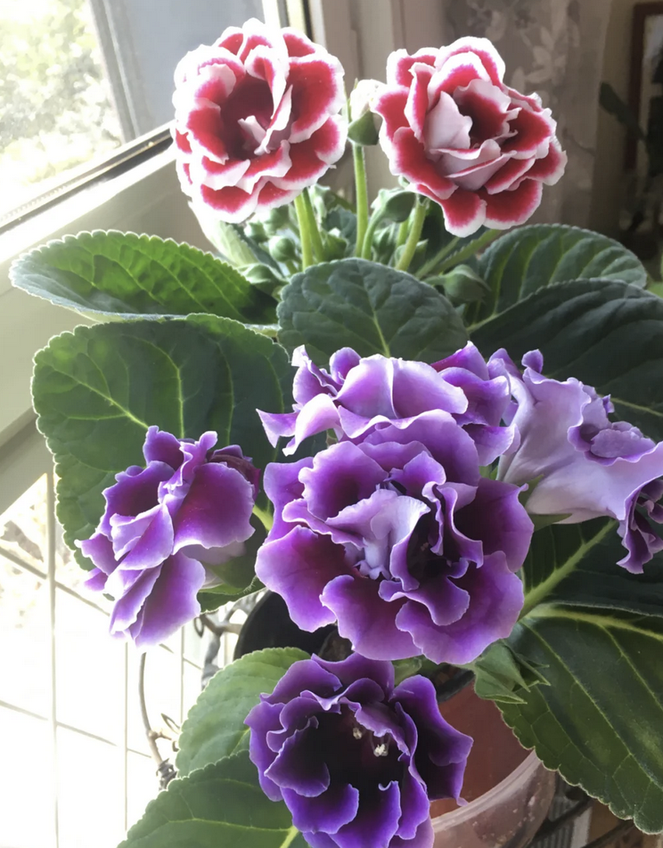 客廳養(yǎng)花擺放圖片_客廳養(yǎng)花有什么講究_客廳養(yǎng)什么花