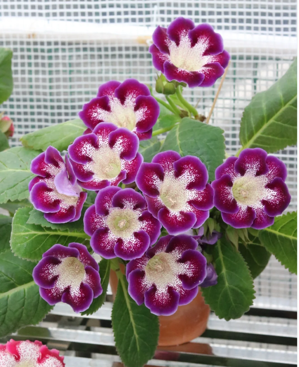 客廳養(yǎng)花擺放圖片_客廳養(yǎng)什么花_客廳養(yǎng)花有什么講究