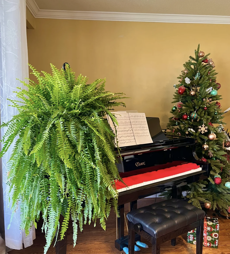 客廳養(yǎng)花擺放圖片_客廳養(yǎng)花有什么講究_客廳養(yǎng)什么花