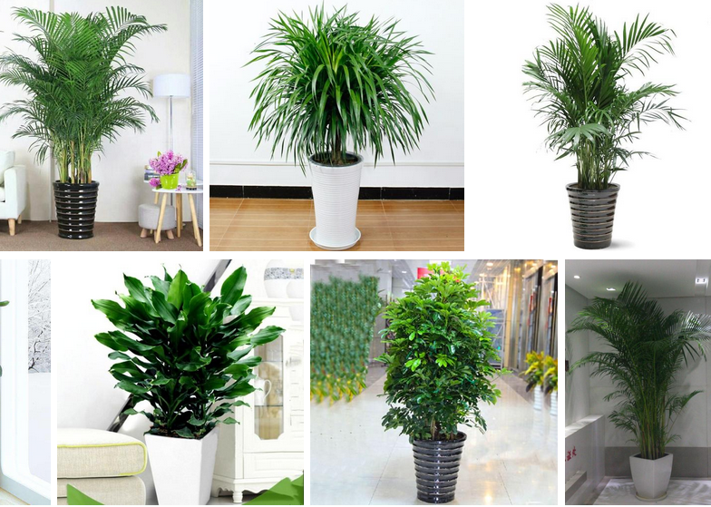 大型綠植有哪些 客廳綠植如何擺放比較好