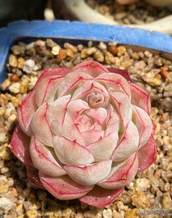 最受歡迎的10大多肉品種，顏值很高，深受花友喜歡，你養(yǎng)了嗎