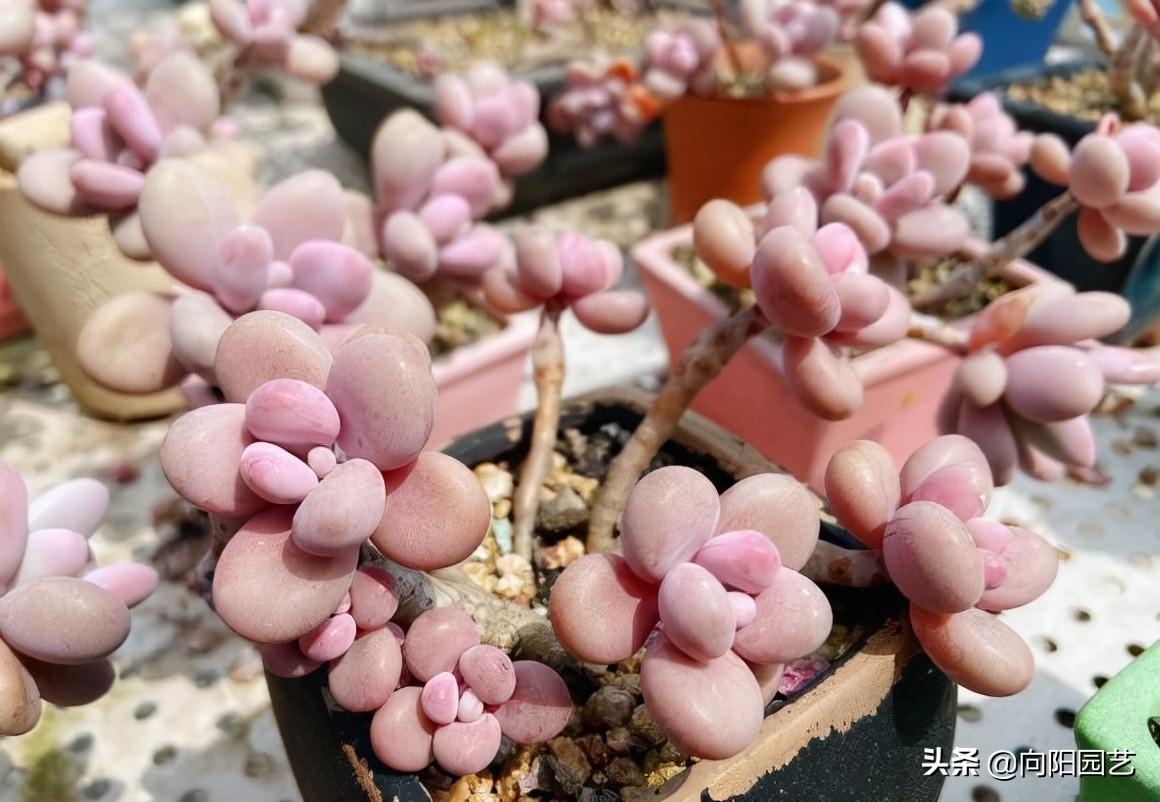 桃蛋漂亮品種多肉好養(yǎng)嗎_桃蛋多肉的特點_多肉桃蛋哪個品種最漂亮
