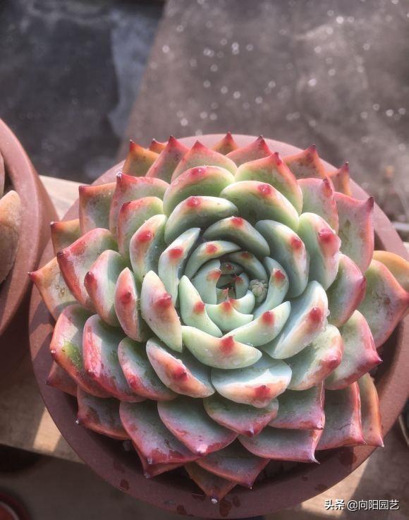 桃蛋多肉的特點_多肉桃蛋哪個品種最漂亮_桃蛋漂亮品種多肉好養(yǎng)嗎