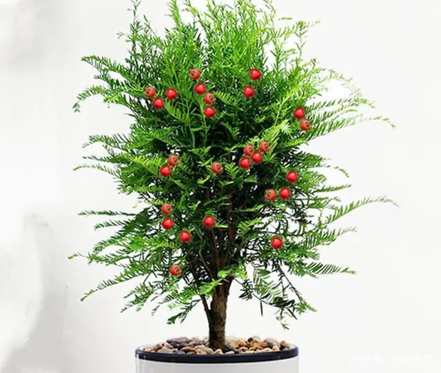 適合在家養(yǎng)的綠植_在家養(yǎng)綠植適合放什么_在家養(yǎng)綠植對身體有好處嗎