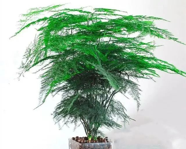 在家養(yǎng)綠植適合放什么_適合在家養(yǎng)的綠植_在家養(yǎng)綠植對身體有好處嗎