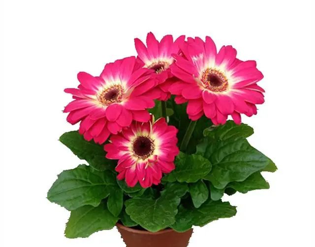 在家養(yǎng)綠植適合放什么_在家養(yǎng)綠植對身體有好處嗎_適合在家養(yǎng)的綠植