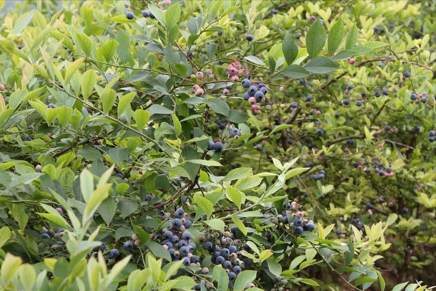 酸性花卉有哪些_酸性花卉大全_種花酸性物質(zhì)