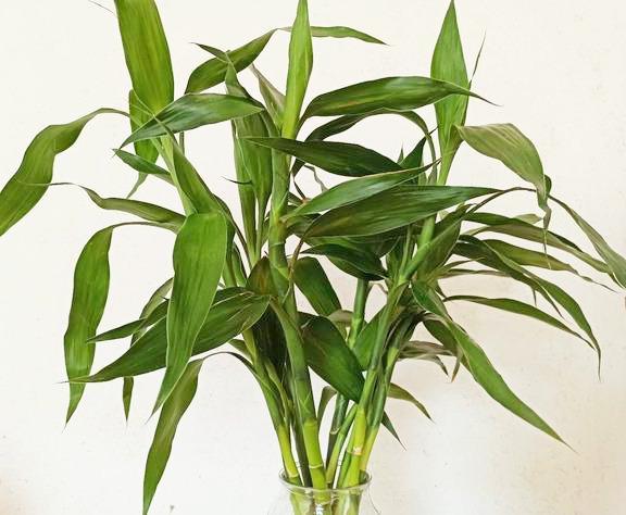 培植養(yǎng)物水好還是草好_好養(yǎng)的水培植物_養(yǎng)水培植物用什么水好