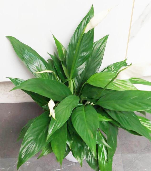 培植養(yǎng)物水好還是草好_養(yǎng)水培植物用什么水好_好養(yǎng)的水培植物