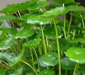 培植養(yǎng)物水好還是草好_好養(yǎng)的水培植物_養(yǎng)水培植物用什么水好