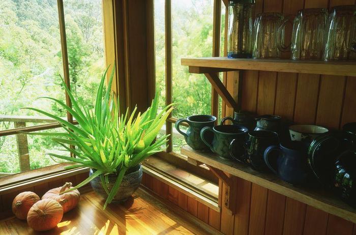 養(yǎng)在室內(nèi)最喜歡光照的植物，這7種都不怕陽(yáng)光直射