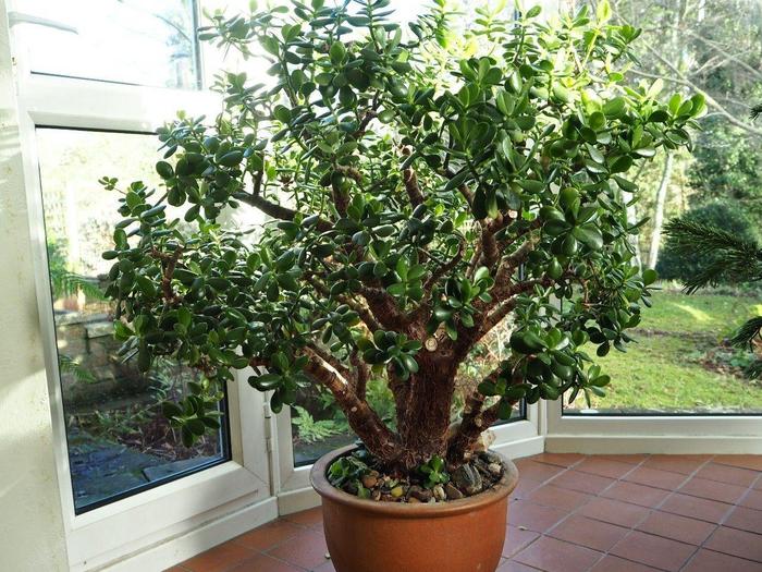 花卉室內(nèi)陽(yáng)光喜歡什么顏色_喜歡陽(yáng)光的室內(nèi)花卉_花卉室內(nèi)陽(yáng)光喜歡陽(yáng)光嗎