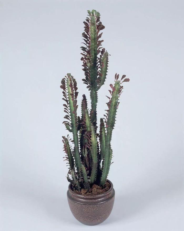 花卉室內(nèi)陽(yáng)光喜歡陽(yáng)光嗎_喜歡陽(yáng)光的室內(nèi)花卉_花卉室內(nèi)陽(yáng)光喜歡什么顏色