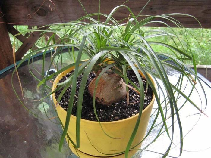 花卉室內(nèi)陽(yáng)光喜歡什么顏色_花卉室內(nèi)陽(yáng)光喜歡陽(yáng)光嗎_喜歡陽(yáng)光的室內(nèi)花卉