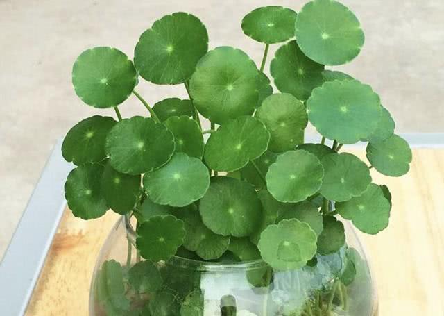 銅錢草“別亂養(yǎng)”，犯了“3個錯誤”，葉片會發(fā)軟，難成活！