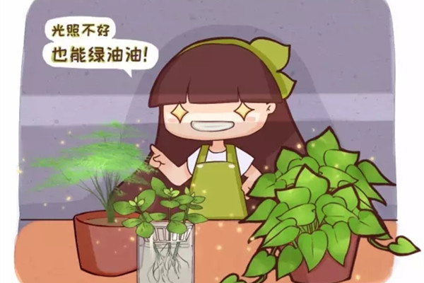 不見光的室內(nèi)適合養(yǎng)的花_室內(nèi)養(yǎng)適合見花的花盆_室內(nèi)適合養(yǎng)什么花招財(cái)