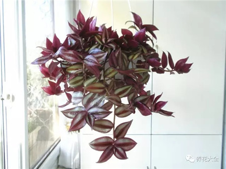 不見光的室內(nèi)適合養(yǎng)的花_室內(nèi)適合養(yǎng)什么花招財(cái)_室內(nèi)養(yǎng)適合見花的花盆