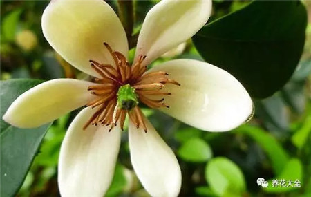 室內(nèi)養(yǎng)適合見花的花盆_室內(nèi)適合養(yǎng)什么花招財(cái)_不見光的室內(nèi)適合養(yǎng)的花