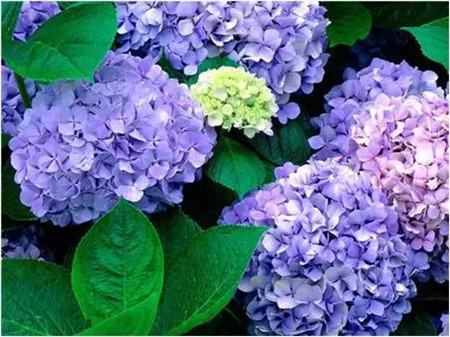 不見光的室內(nèi)適合養(yǎng)的花_室內(nèi)適合養(yǎng)什么花招財(cái)_室內(nèi)養(yǎng)適合見花的花盆