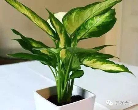 不見光的室內(nèi)適合養(yǎng)的花_室內(nèi)養(yǎng)適合見花的花盆_室內(nèi)適合養(yǎng)什么花招財(cái)