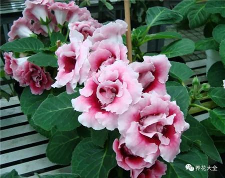 不見光的室內(nèi)適合養(yǎng)的花_室內(nèi)適合養(yǎng)什么花招財(cái)_室內(nèi)養(yǎng)適合見花的花盆