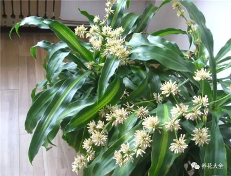 不見光的室內(nèi)適合養(yǎng)的花_室內(nèi)養(yǎng)適合見花的花盆_室內(nèi)適合養(yǎng)什么花招財(cái)