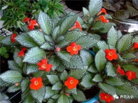 室內(nèi)適合養(yǎng)什么花招財(cái)_不見光的室內(nèi)適合養(yǎng)的花_室內(nèi)養(yǎng)適合見花的花盆