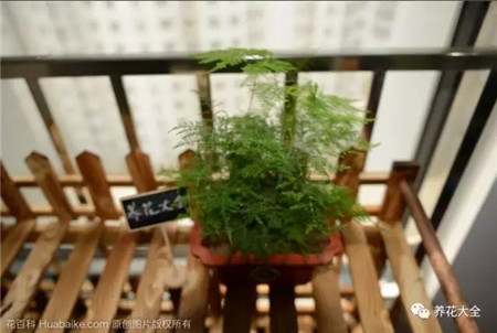 不見光的室內(nèi)適合養(yǎng)的花_室內(nèi)養(yǎng)適合見花的花盆_室內(nèi)適合養(yǎng)什么花招財(cái)