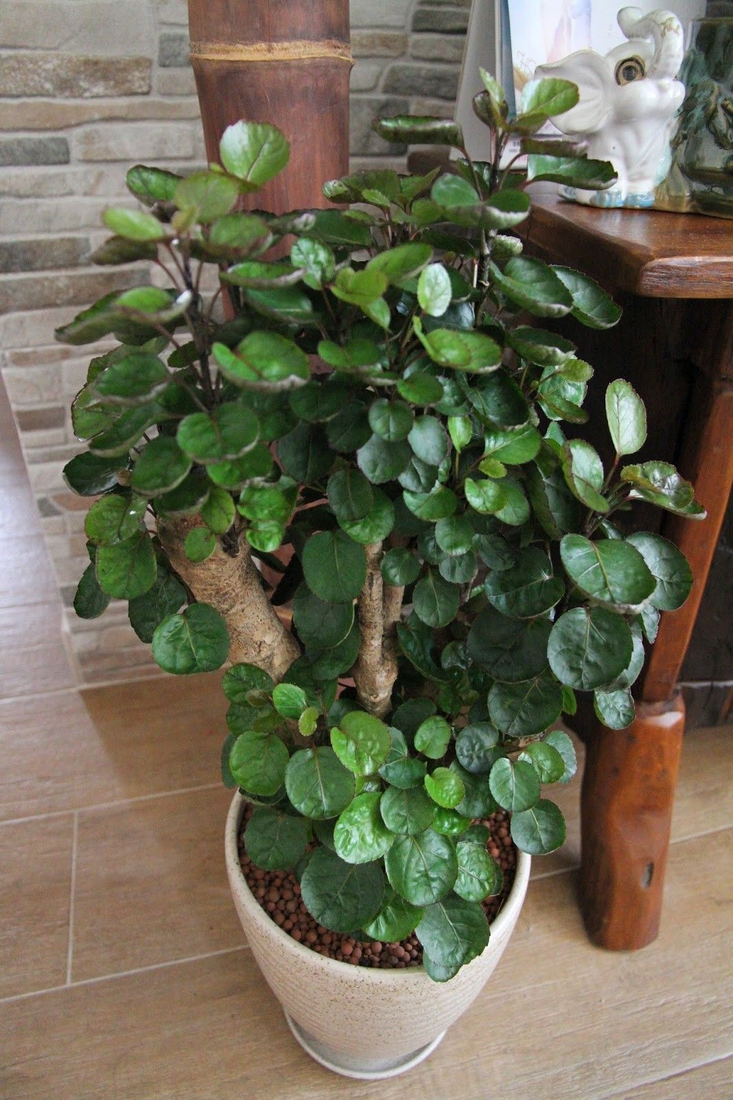 養(yǎng)在客廳的大型綠植，凈化空氣的能力是盆栽的10倍