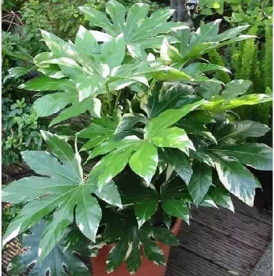 適合養(yǎng)在客廳的大型綠植_客廳養(yǎng)大型綠植適合什么花盆_客廳養(yǎng)大型綠植適合什么花